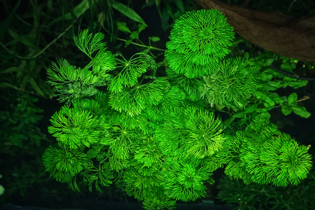 1ea9a556b1c17205ef4a028e5a9dd4a3.png